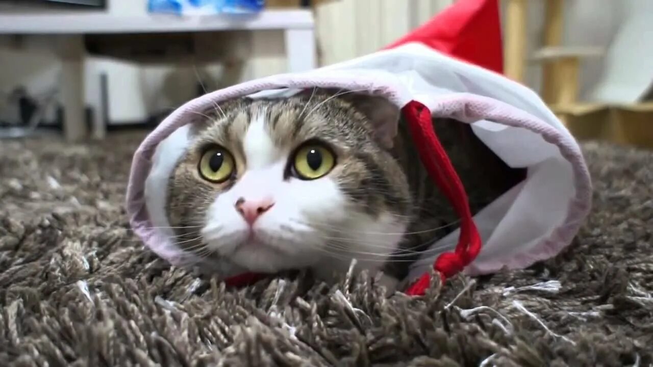 Угарные коты. Приключения маленького котенка. Мордастый кот. Смешные видосики коты. Включи ютуб кошки.