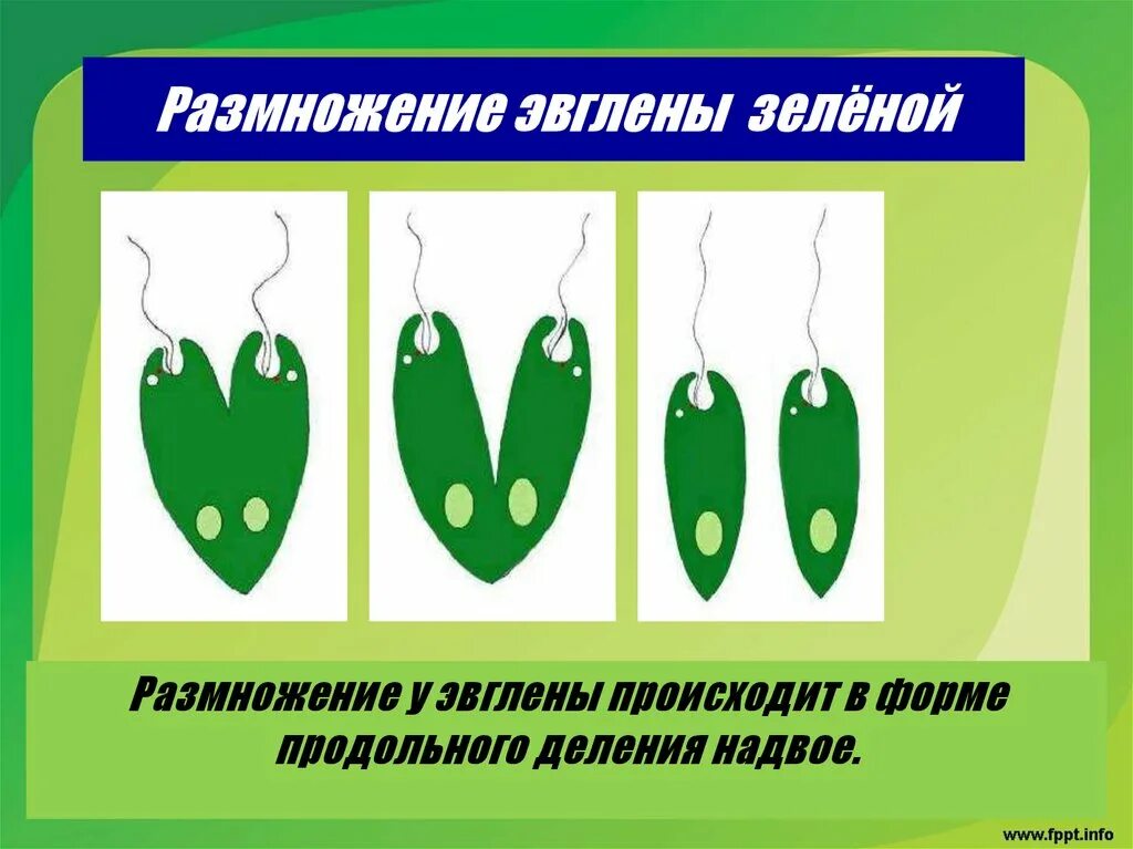 Как размножается эвглена. Размножение эвглены. размножение эвглены зеленой. как размножается эвглена зеленая.