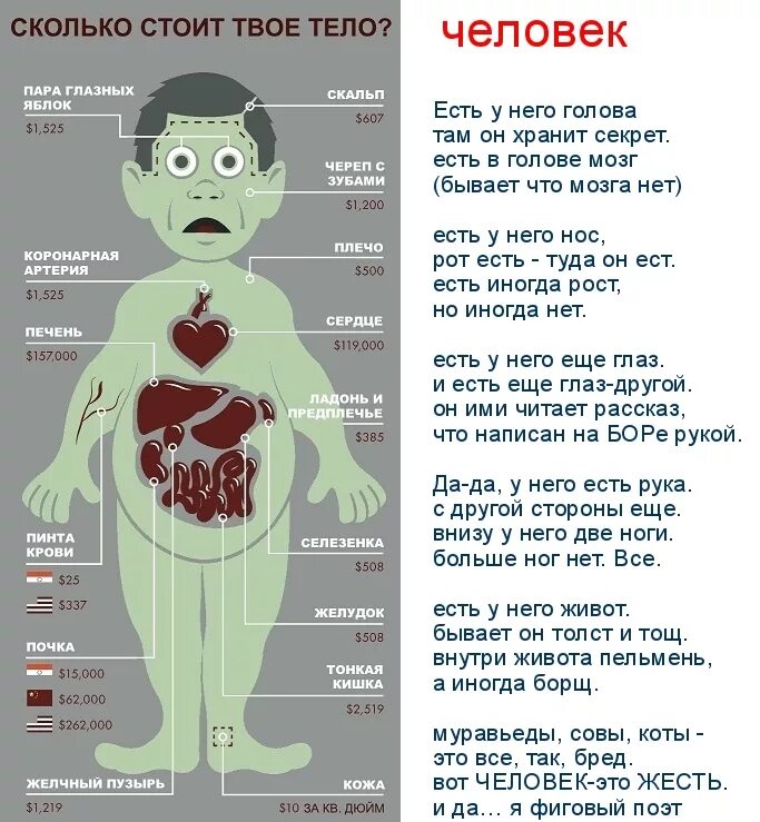 Сколько стоят органы человека. Колько сточт органы человека. Стоимость органов человека на черном рынке. Расценки человеческих органов на черном рынке. Донор яйца