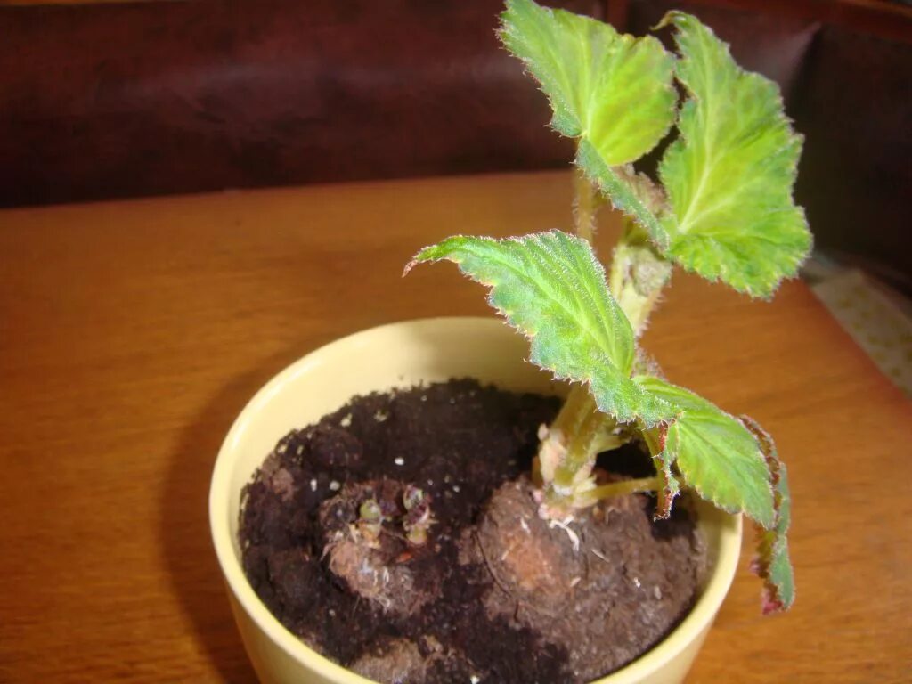 Бегония коралловая (begonia corallina). Бегония вечноцветущая прищипка. Бегония кукушка. Как формировать бегонию. Бегония коралловая черенки.