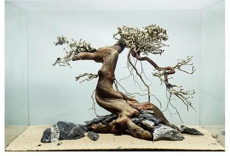 Коряги и камни