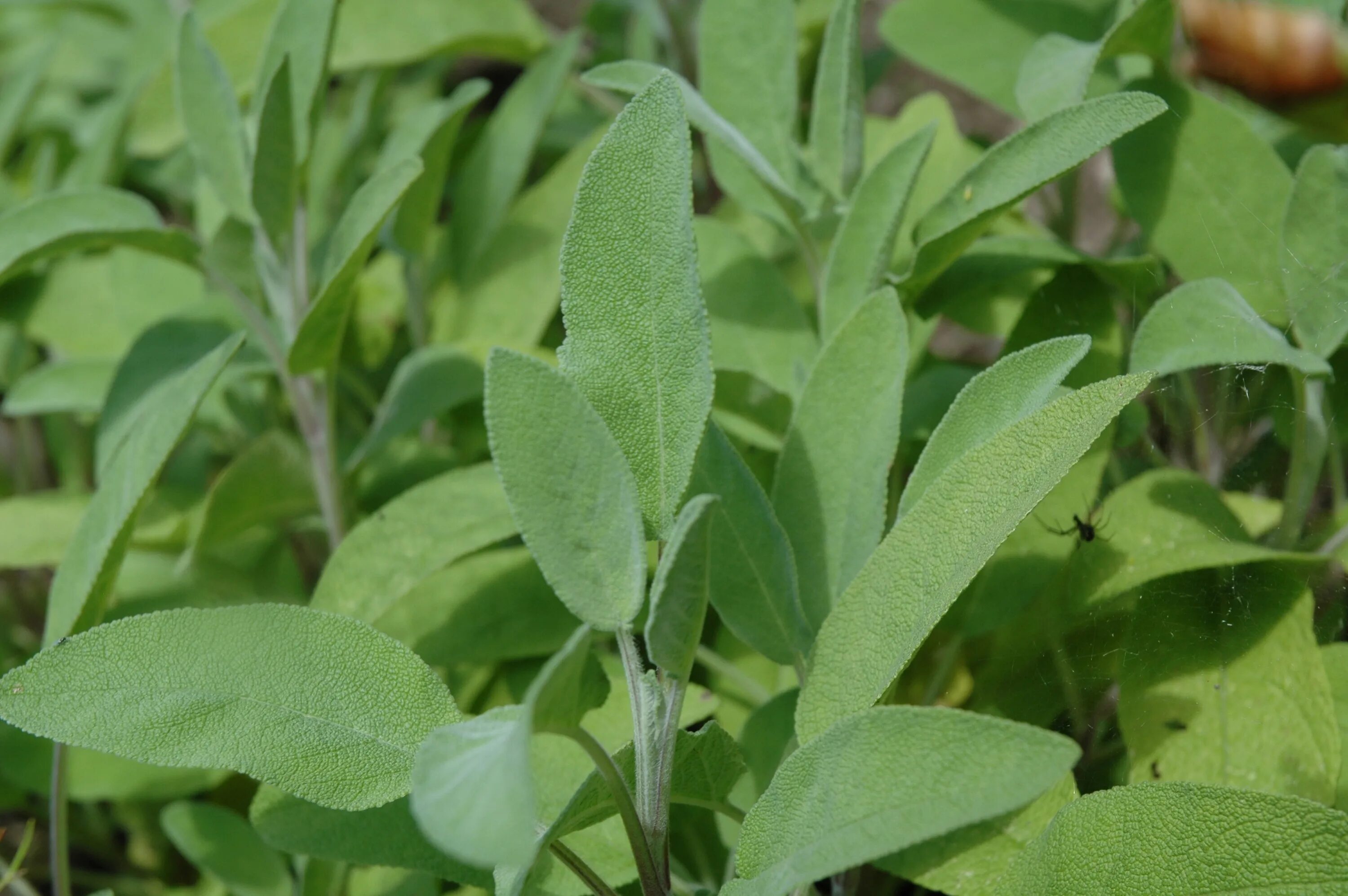 Шалфей блаукенигин. Шалфей лекарственный sage plant. Шалфей salvia. Шалфей трава лист. Шалфей лекарственный.