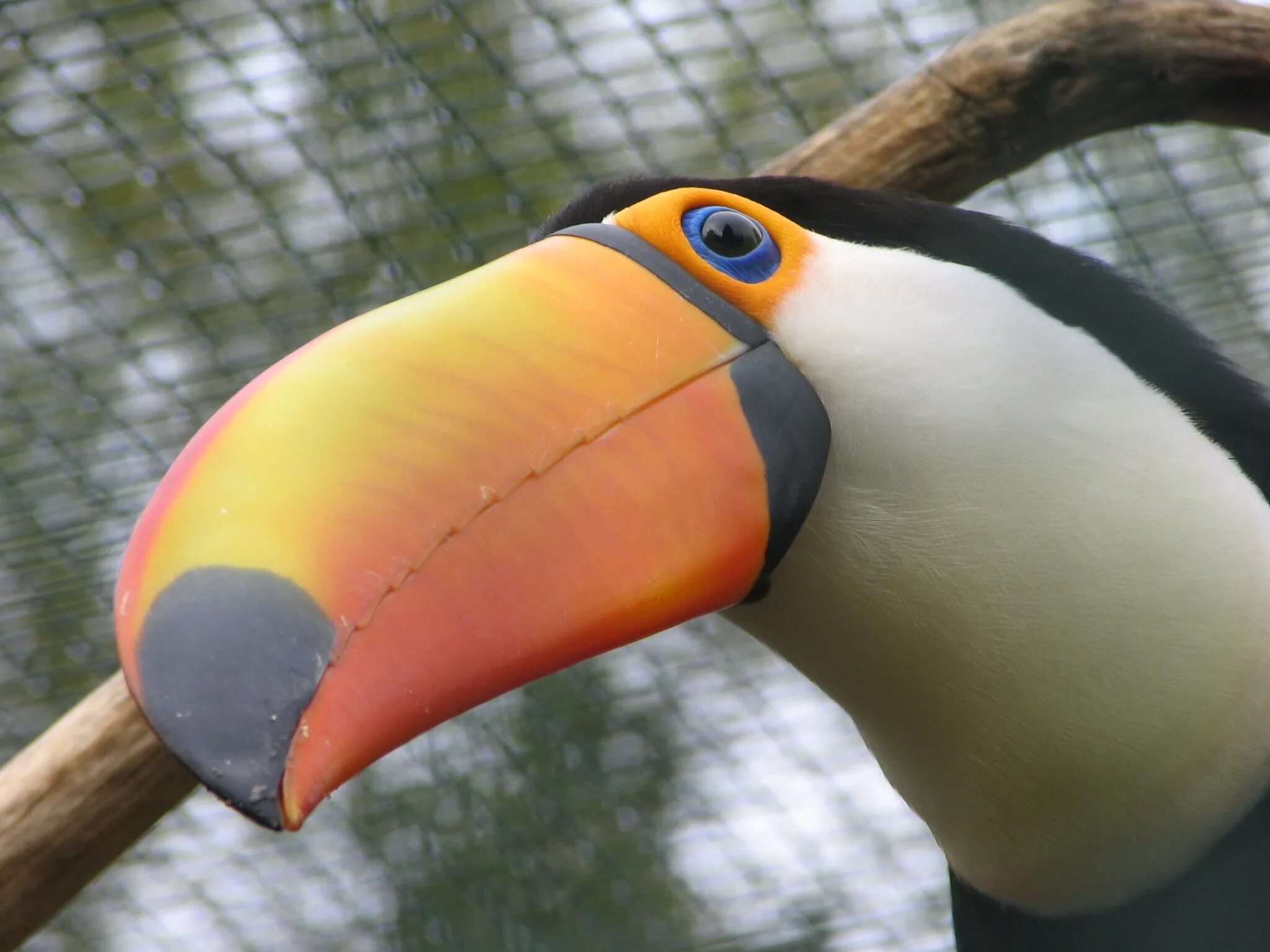 Щебетанье. Birds bill. Beak англ. Г. Birds bill.