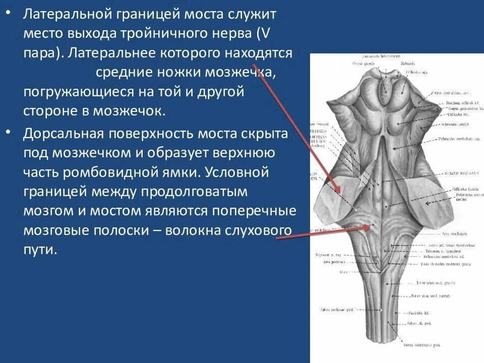 Вентральная поверхность продолговатого мозга. Вентральная поверхность варолиева моста. Вентральная и дорсальная поверхность продолговатого мозга. Варолиев мост анатомия.