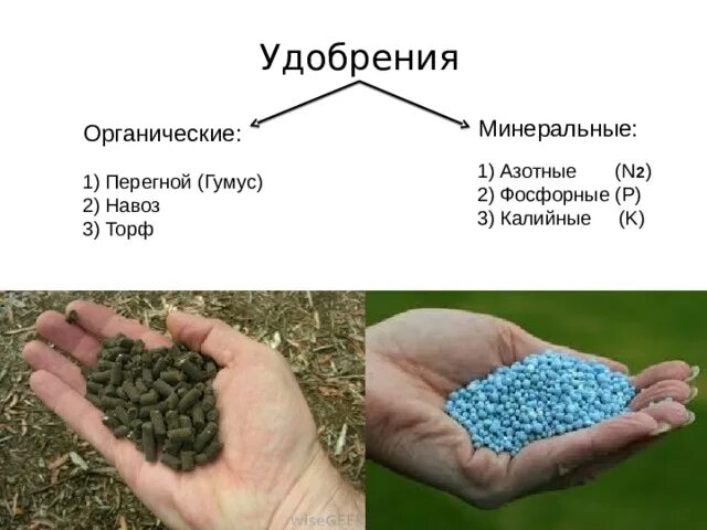 Сообщение об азотных удобрениях по химии 9. Сообщение об азотных удобрениях по химии 9