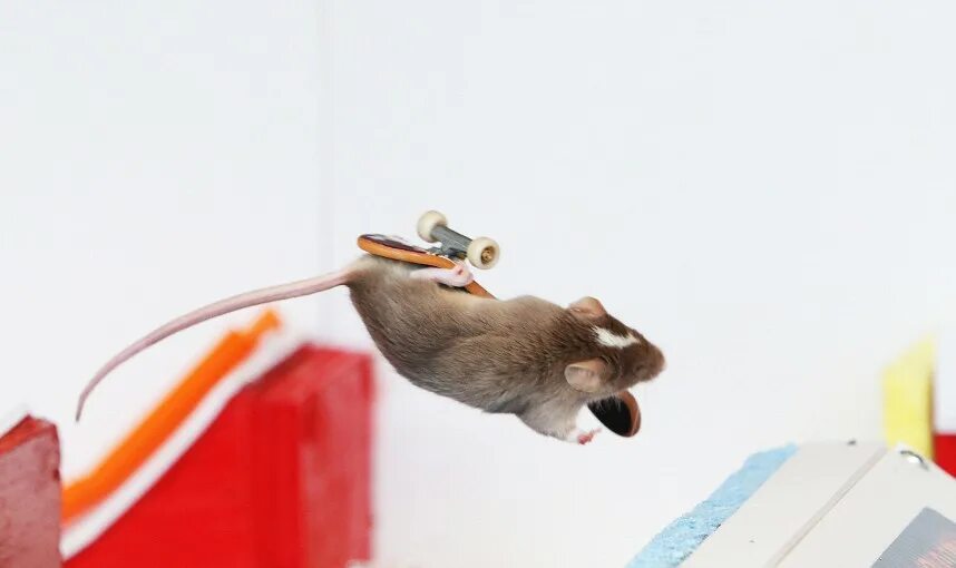 бесхвостая крыса манкс. щур крыса. крыса прыгает. мышь прыгает. крыса прыгает.