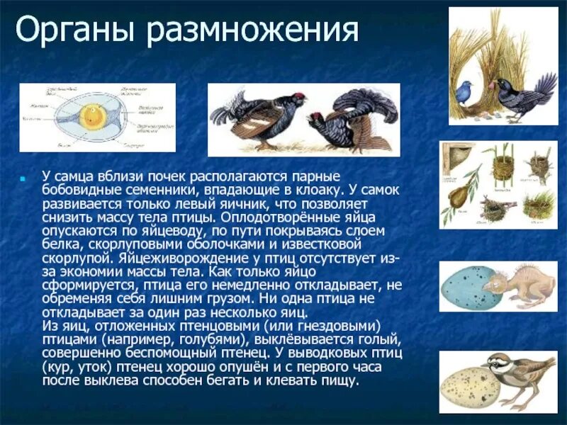 Информация класс птиц. Презентация по биологии о птицах. Класс птицы презентация. Общая характеристика птиц. Оплодотворение у птиц.