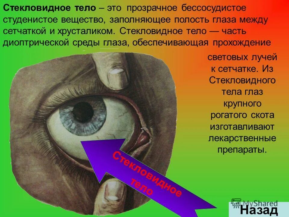 полость глаза. стекловидное тело глазного яблока. оптические структуры глаза хрусталик стекловидное тело и. стекловидный. анатомия стекловидного тела глазного яблока.