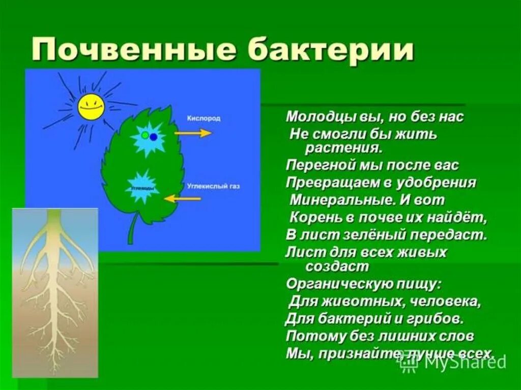 Почвенные бактерии это. Почвенные бактерии. Роль почвенных бактерий в природе. Почвенные бактерии презентация. Почвенные бактерии в жизни человека.