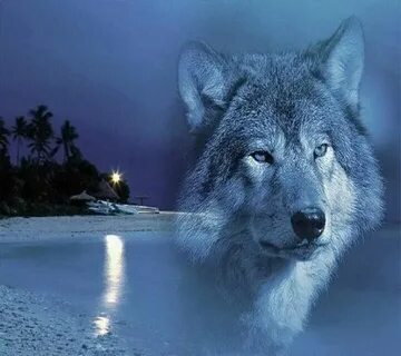 Ocean wolf