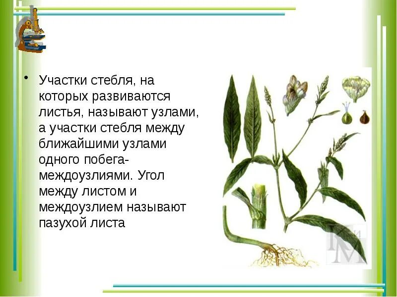 Участок на котором развивается лист. Участки стебля на которых развиваются. участок стебля на котором развивается лист называют. участки стебля на которых расположены листья называются. участки побега на которых развиваются листья.