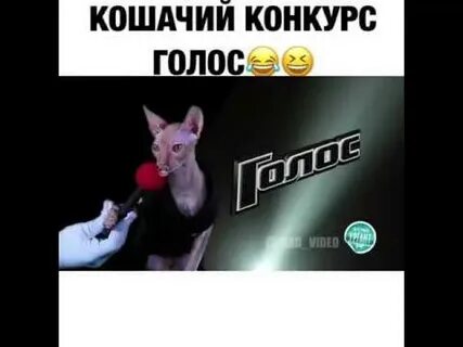 Включить голос кошки