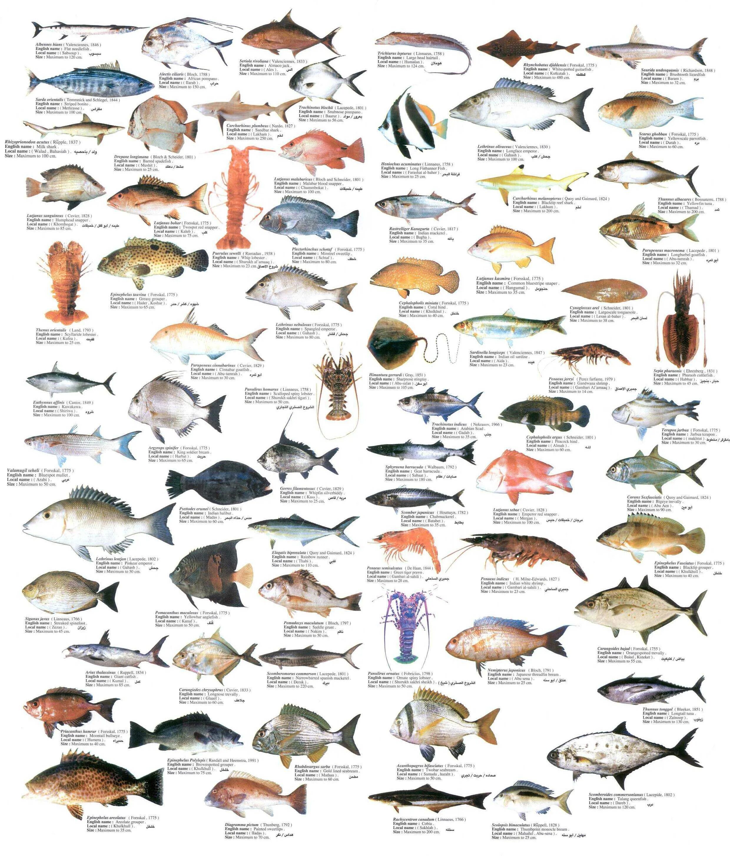Виды рыб. Название рыб. Морские рыбы. Речные рыбы картинки с названиями.