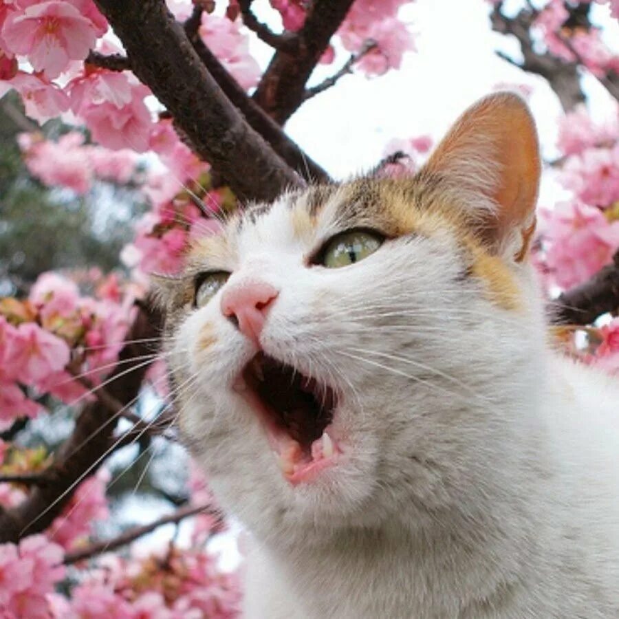 Открытки с первым днем весны и кошек. Весенний котик.