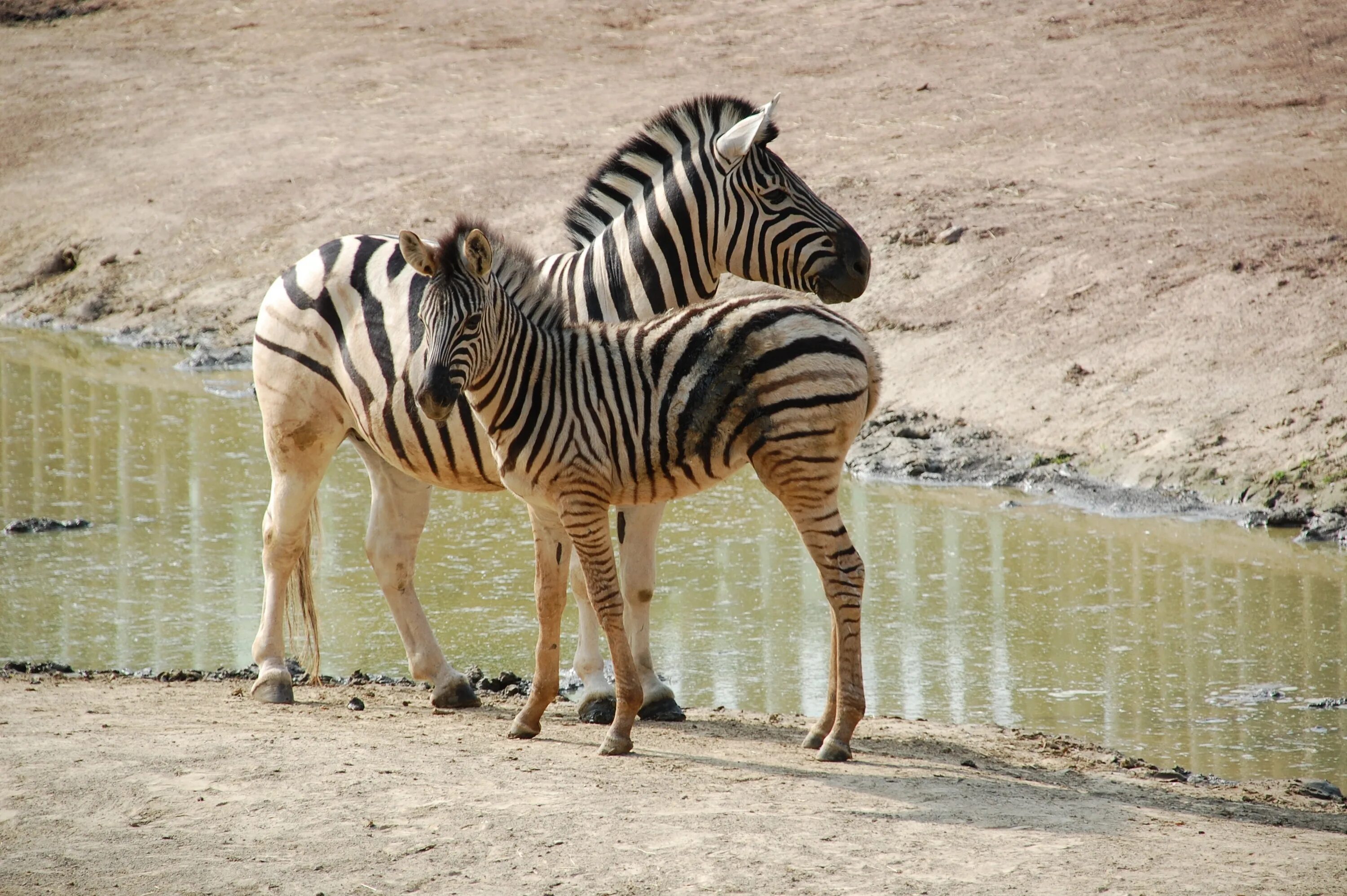 Зебра квагга. Зебра квагга фото. Зебра и лошадь. Зоопарк в Африке.