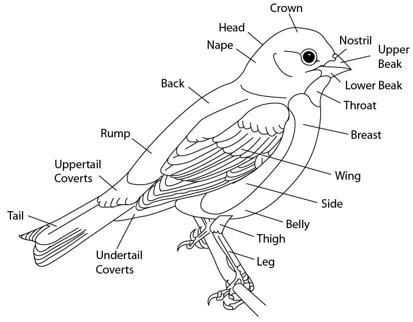 Схема внешнего строения птицы. Внешнее строение птицы рисунок. Внешнее строение синцы. Нарисовать внешнее строение птицы.