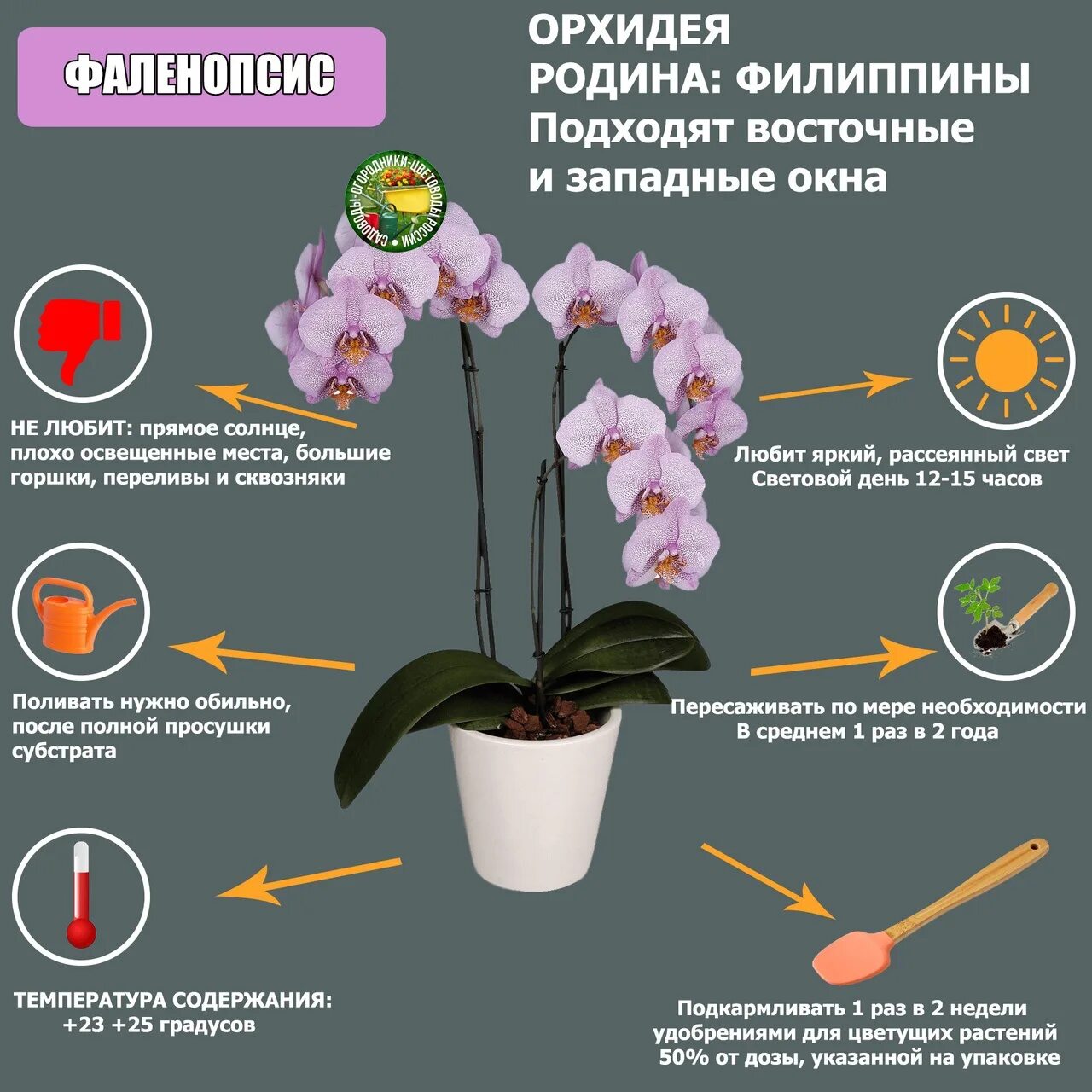 Как отличить орхидею. Орхидея фаленопсис комнатное растение. Орхидея ambiance Phalaenopsis. Пересаживаем орхидею фаленопсис. Орхидея фаленопсис Родина растения.
