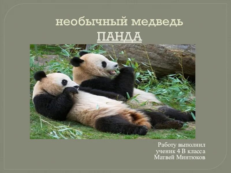 Реферат Про Панду 4 Класс - A-avtopartsshop.ru