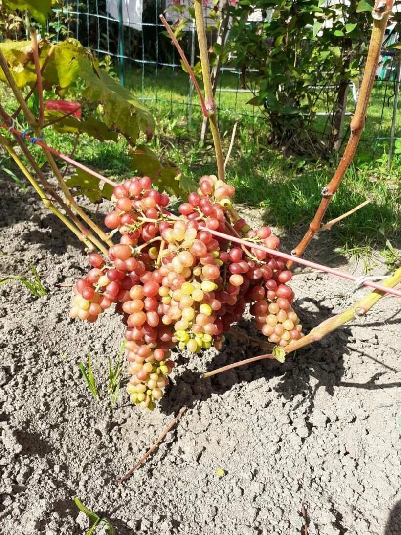 Кишмиш джин виноград. Рассадка винограда. Виноград сорта бага. Выращиваем виноград. Трактор для винограда высокий.