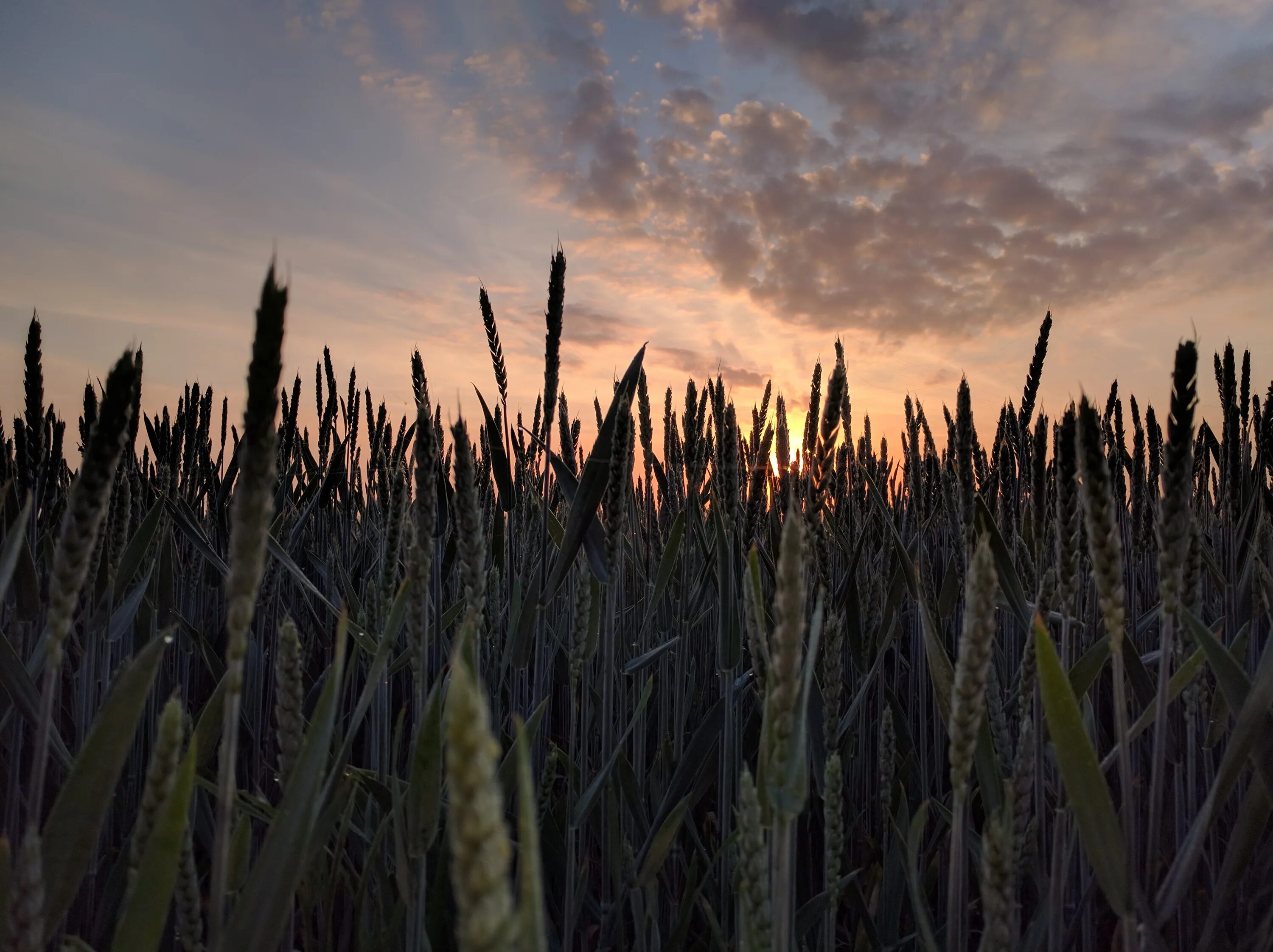 Что можно увидеть в поле. Кукурузное поле пейзаж. Сельхоз растения на рассвете. Кукурузное поле в серых тонах. Кукурузное поле вечером.