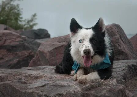 Bear dogs