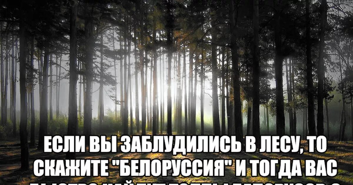 Я сказал мальчикам что заблудился и подсел. Анекдоты про лес. Цитаты про лес. Прикольные высказывания про лес. Заблудился в лесу прикол.