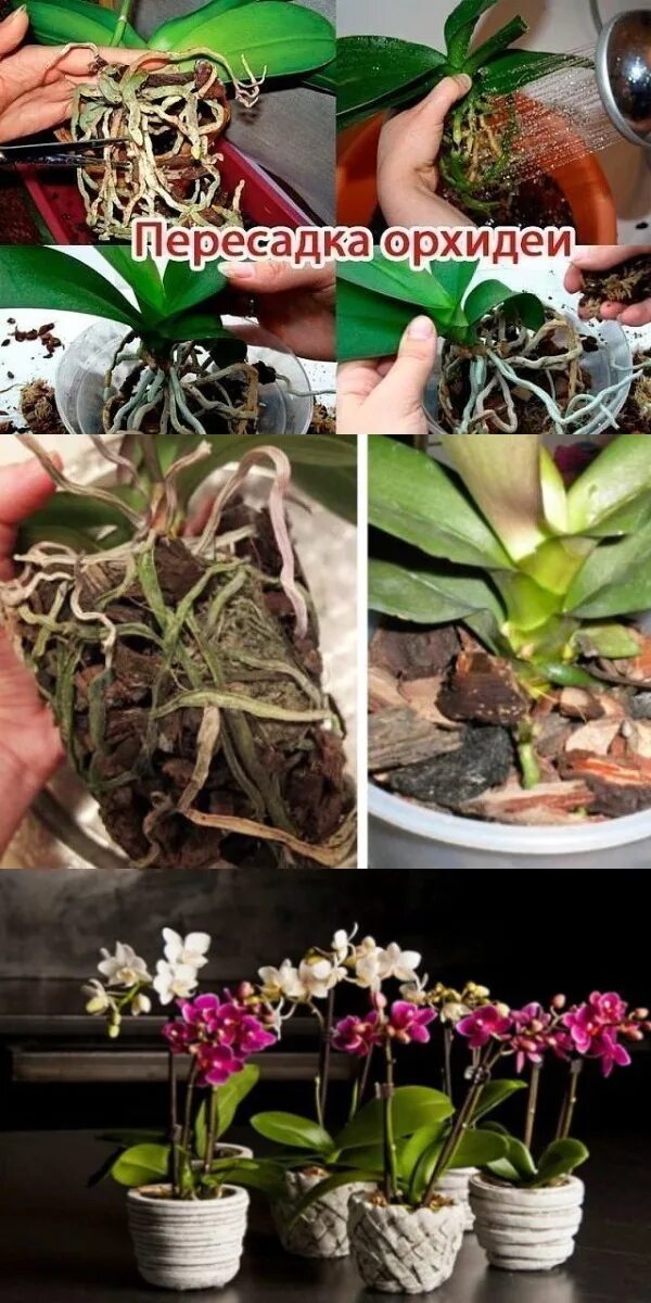 Пересадка орхидеи в марте. Пересаживаем орхидею фаленопсис. Кака пересадить орхидею. Пошаговое пересаживание орхидеи. Пересадить орхидею в другой горшок.