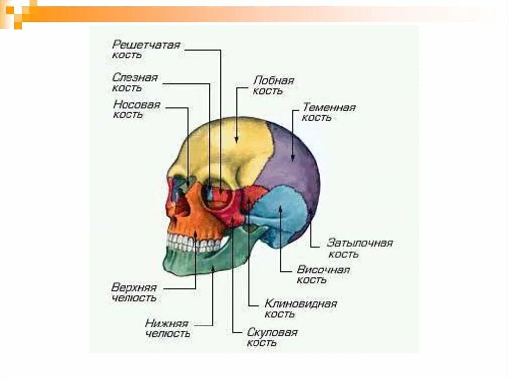 The Skull (6-7) Protects the brain - ppt download