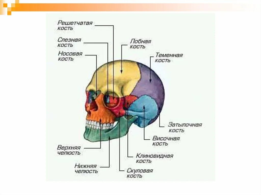 Строение костей черепа человека. Скелет головы череп анатомия. Строение костей черепа человека анатомия. Анатомическое строение костей черепа. Назови кости черепа
