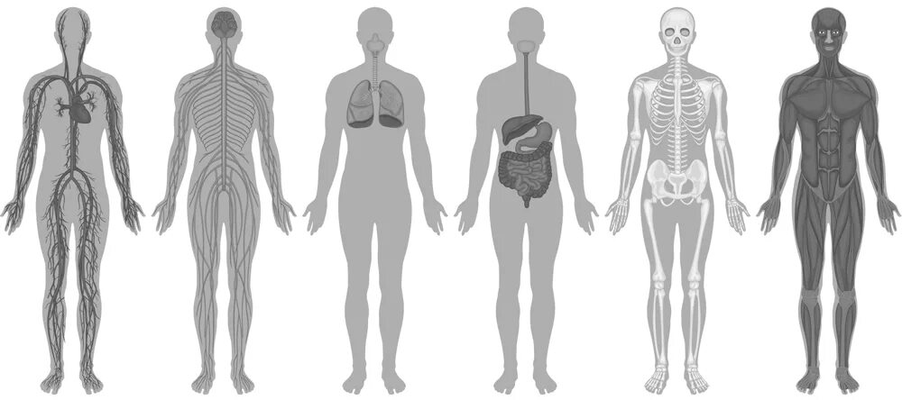 Тело человека. Системы тела человека. Силуэт человека с органами.