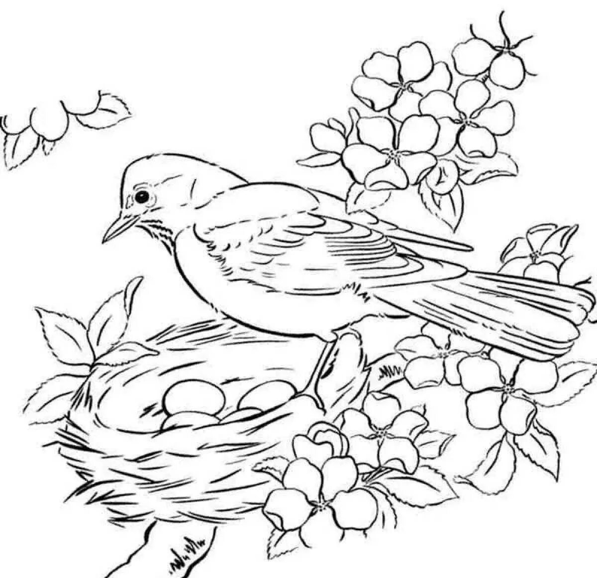 Птицы. Разукрашка птицы. Раскраска. Птицы. Птицы.