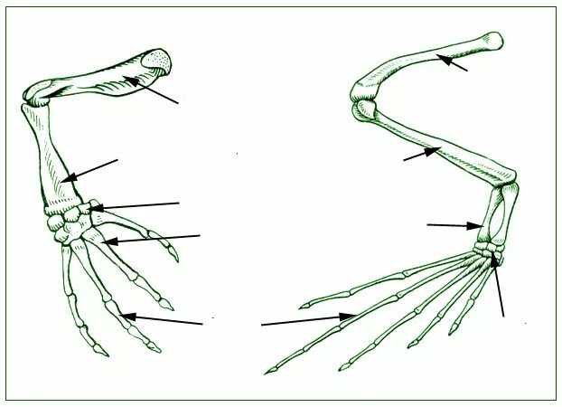 Строение конечностей рисунок. Скелет передних конечностей лягушки. Скелет лягушки пояс передних конечностей. Строение передних конечностей лягушки. Скелет задней конечности лягушки.