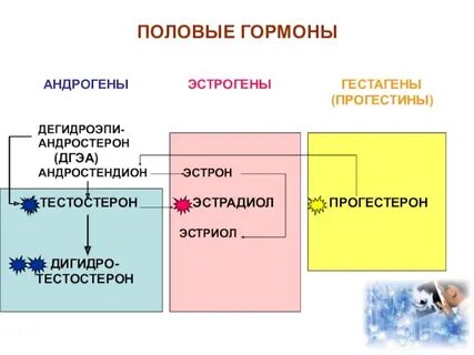 Половая жизнь гормоны