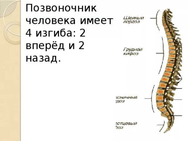 Изгиб позвоночника 5. Изгибы позвоночника. Позвоночник человека имеет 2 изгиба. S образный изгиб позвоночника у человека. Позвоночник с s-образным изгибом.