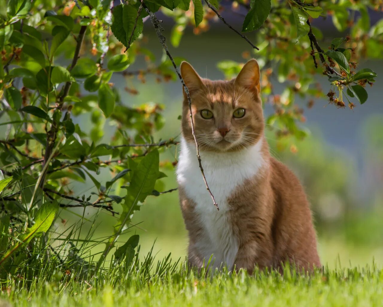 Цветы и кот на подоконнике. Кот на подоконнике. Кошка летом. Кошка в ромашках. Кошки лето август.