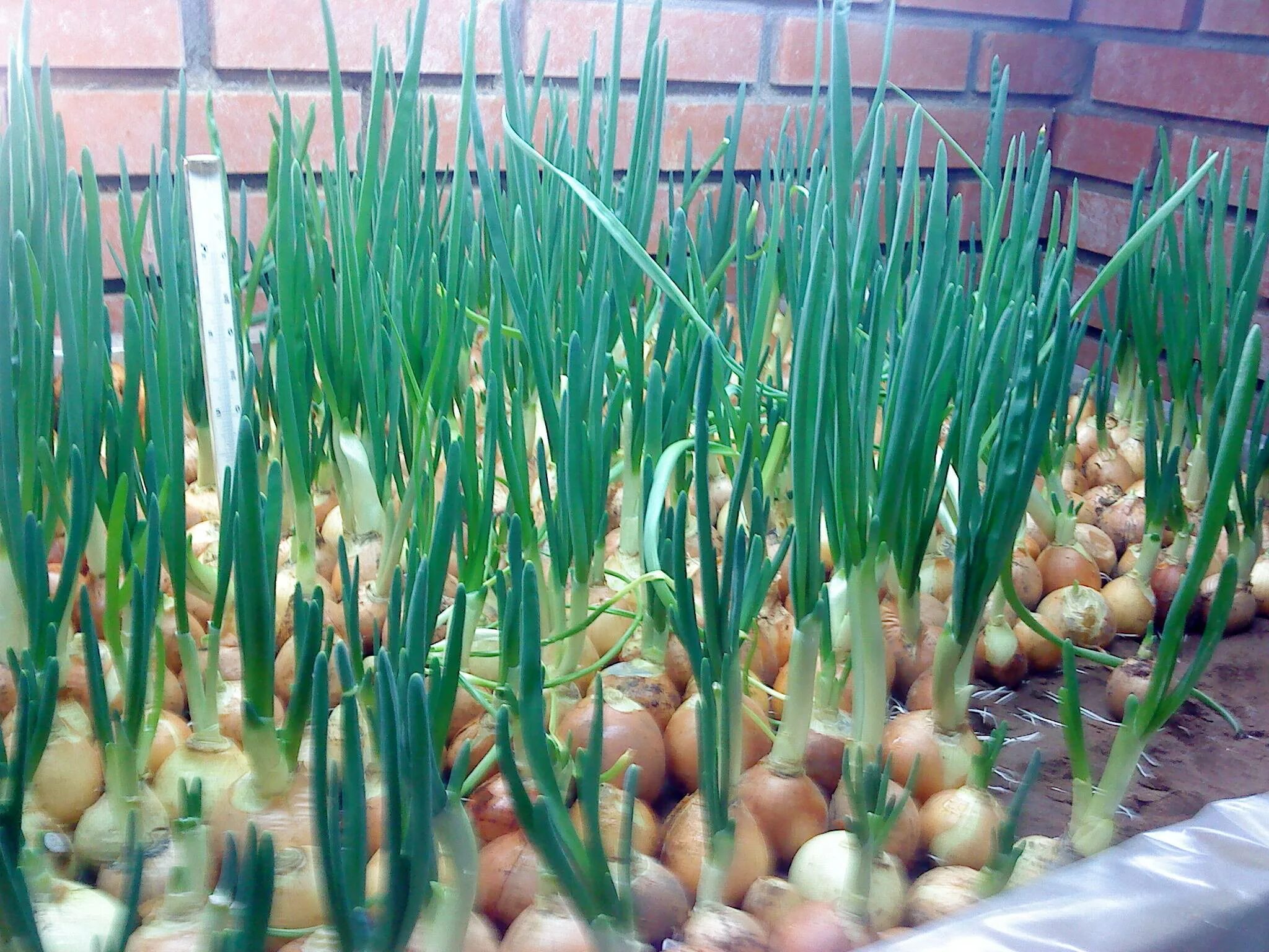 Как посадить лук севок на зелень. Лук севок штутгартер ризен на зелень. Лук севок на зелень. Лук севок пророщенный. Лук севок на подоконнике для зелени.