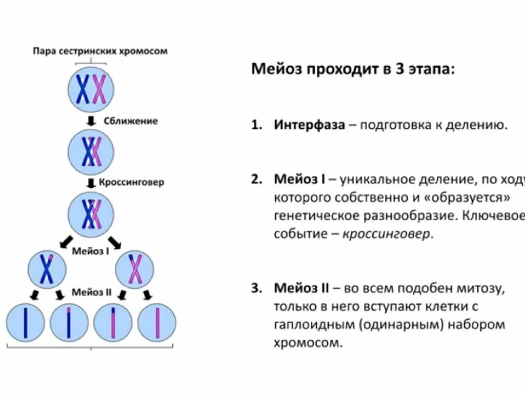 Опишите мейоз. Биологическое строение мейоза. Схема деления мейоза. Схема стадий митотического деления клетки. Деление мейоза набор хромосом.