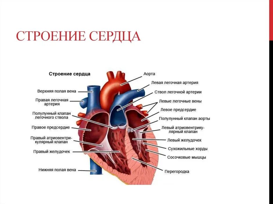 Обозначьте рисунок строение сердца. Строение сердца человека. Схема структуры строения сердца. Схема строения сердца указание камер сердца. Схема сердца биология 8 класс.