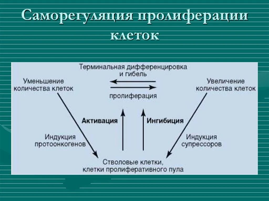 Механизмы саморегуляции организма. Саморегуляция клетки. Временная организация клетки. Саморегуляция у растений.