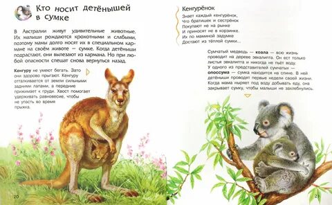 Почему низшие млекопитающие донашивают детеныша в сумке