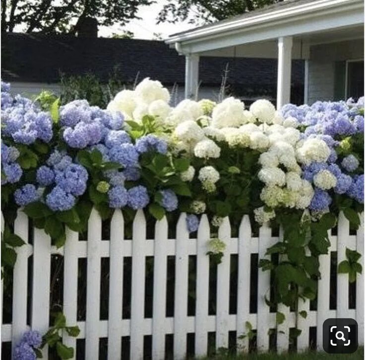 76) glorious hydrangeas! Susan Odegaard Turner Hydrangea garden, Beautiful gar
