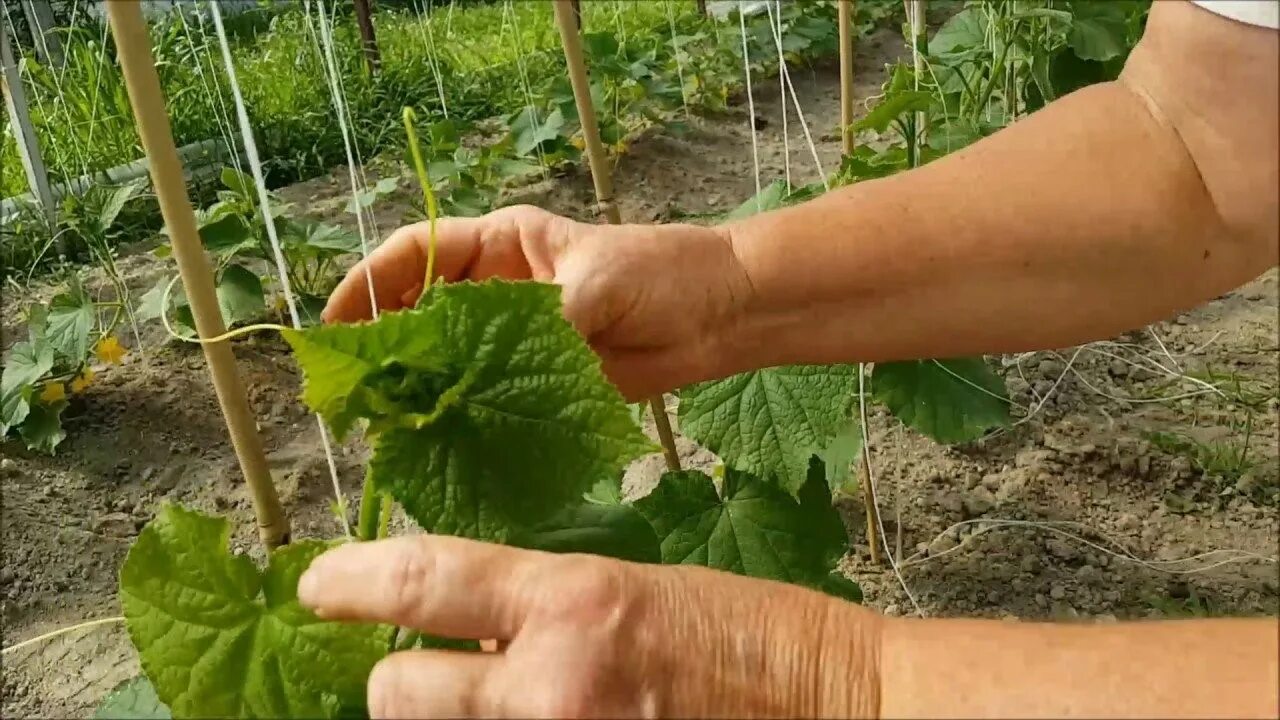 Подвязывают ли огурцы. Подвязывание огурцов. Подвязка огурцов в открытом грунте. Подвязать огурцы. Подвязка огурцов в открытом.