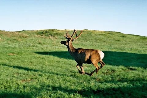 Порно мультфильм Ариэль