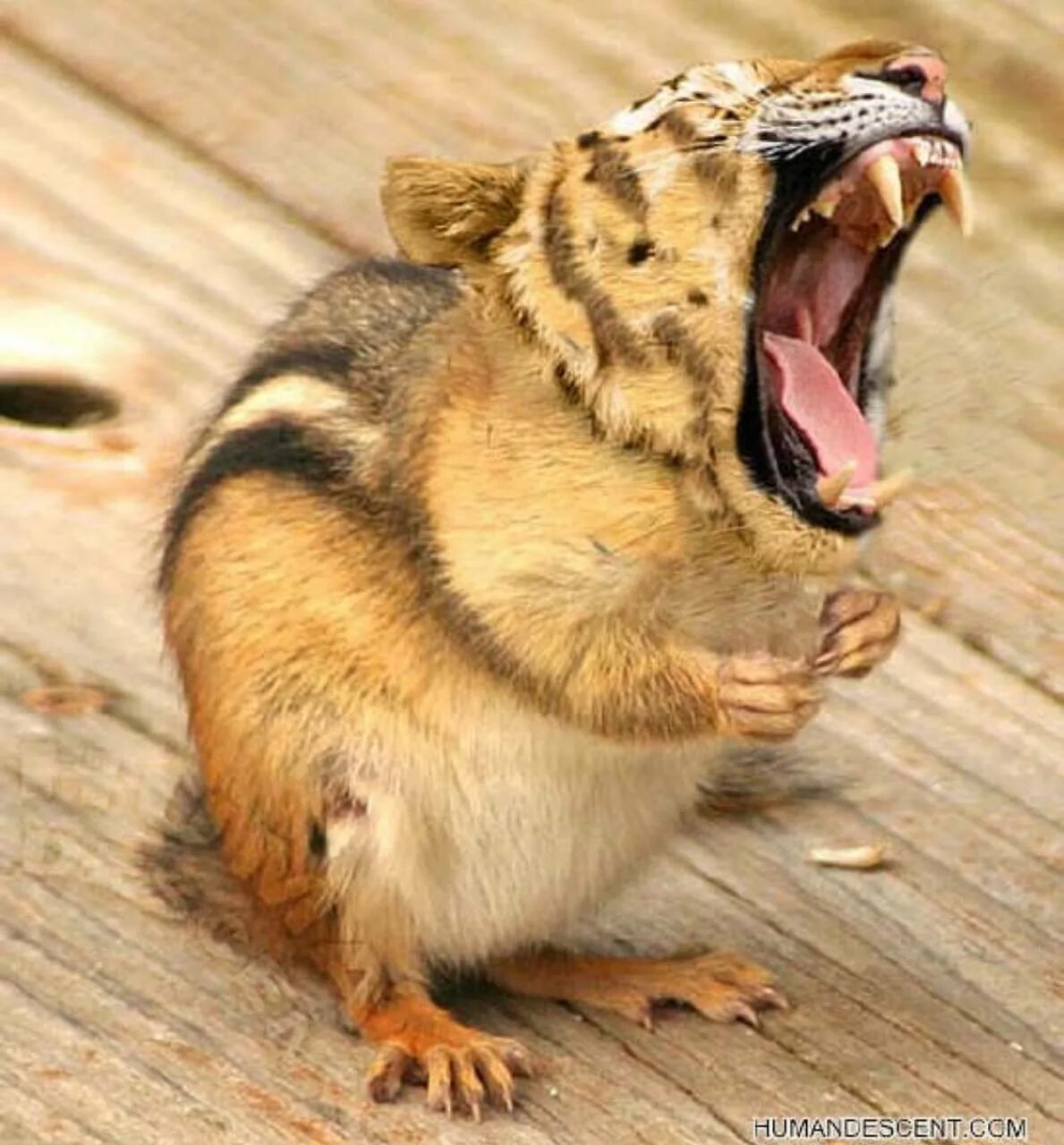 Тигр мышь. Тигрица и мышонок. Тигр и крыса. Тигр и мышь. Компьютерный коврик тигр.