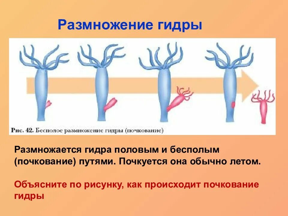 Пресноводная гидра размножается. Бесполое размножение гидры 7 класс биология. Почкование пресноводной гидры. Бесполое размножение гидры пресноводной. Тип Кишечнополостные размножение гидры.