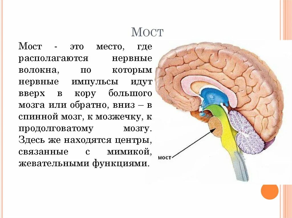 Части моста мозга. Варолиев мост строение анатомия. Головной мозг варолиев мост. Строение моста в головном мозге. Мост ЦНС.