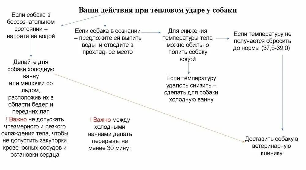 Перегрев у собаки симптомы. Тепловой удар у животных. тепловой удар у собаки. первая помощь при тепловом ударе у собак. тепловой удар у собаки симптомы.