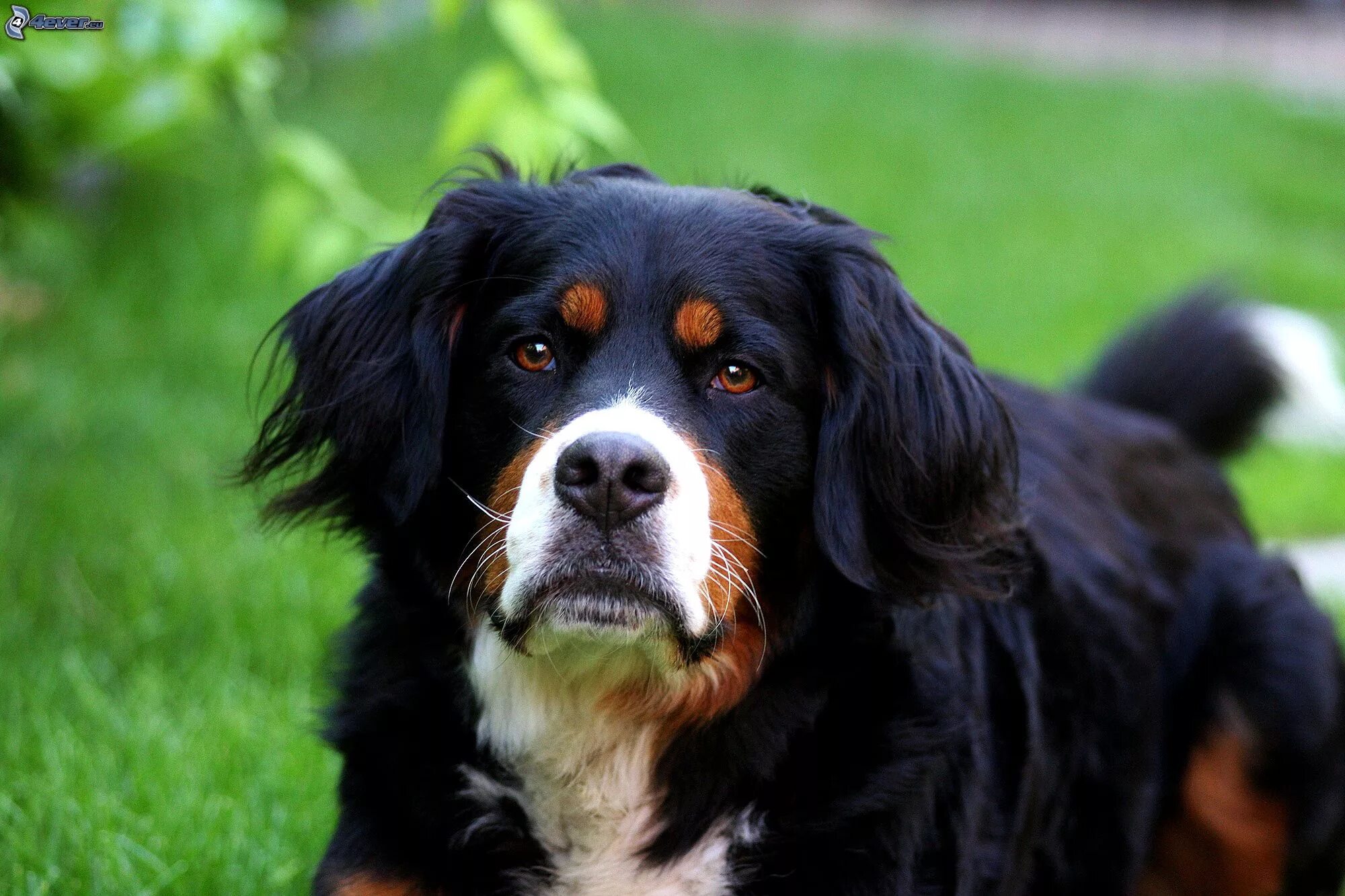 Gran Boyero Suizo, un perro muy cariñoso Perros de granja, Perros, Perro de mont