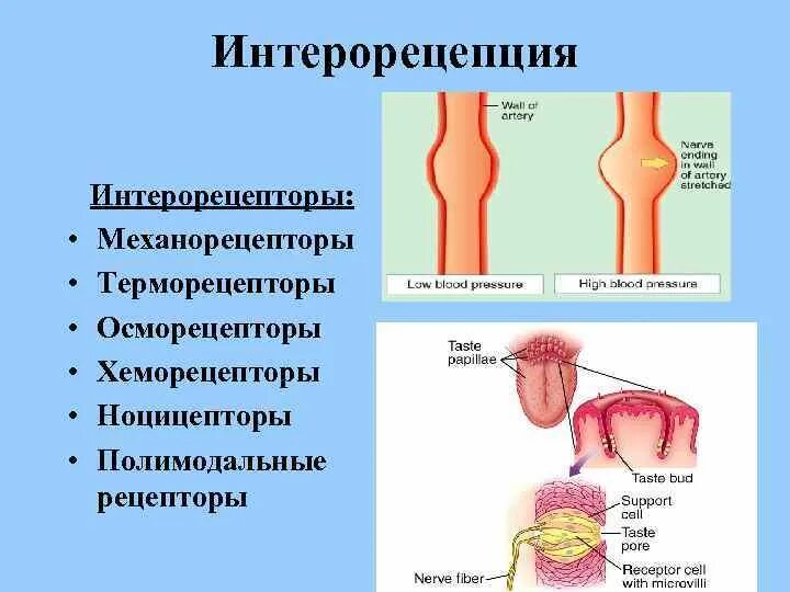 Рецепторы органов. Интерорецепторы внутренних органов. Полимодальные рецепторы. Рецепторы по месту расположения.