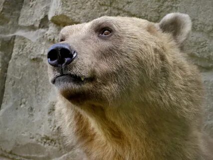 Гибрид белого и бурого